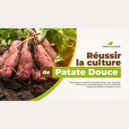 Maîtriser la Culture de la Patate et Transformer Votre Ferme en Projet Agricole Ultra-Rentable