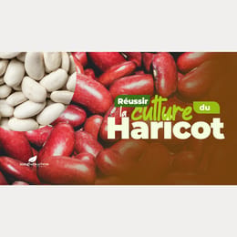 Maîtriser la Culture d'Haricot Rentable en Afrique