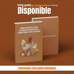 Comment débuter l'élevage des poussins maintenant et revendre en période de fêtes