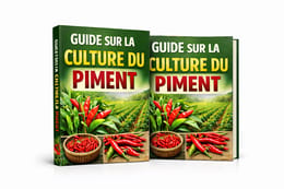 guide sur la culture du piment