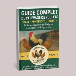 Guide complet pour réussir son élevage de poule