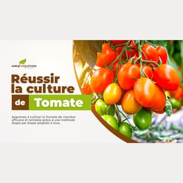 Maîtriser la Culture de la Tomate et Transformer Votre Projet Agricole en Réussite