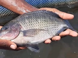 Le Secret Pour Réussir Dans La Pisciculture Africaine