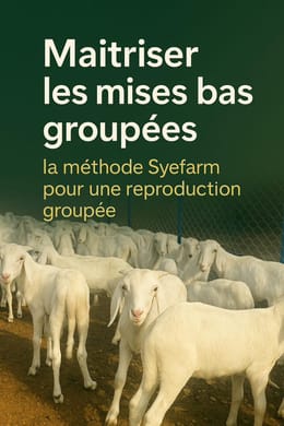 MAÎTRISER LES MISES BAS GROUPÉES LA MÉTHODE QUE SYEFARM PROPOSE POUR OBTENIR LES MISES BAS GROUPÉES