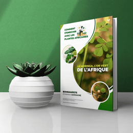 COMMENT DEVENIR RICHE AVEC LES PLANTES AFRICAINES : LE MORINGA L'OR VERT.
