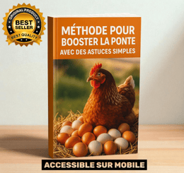 1🌟 RÉVÉLATION : Comment Booster La Ponte De Mes Poules ?