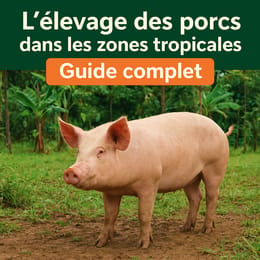 L’élevage des porcs dans les zones tropicales – Guide complet
