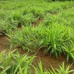 Devenir millionnaire grâce à la production du gingembre en Afrique