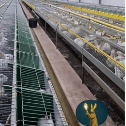 Réussissez la Structuration de Votre Élevage de Lapins avec des Données Techniques de référence