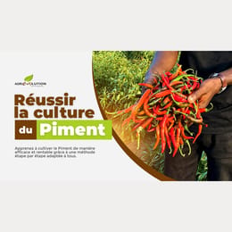 🌶️Formation Complète : Maîtriser la Culture du Piment et Maximiser Vos Récoltes