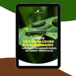 Guide des Ravageurs et des des Maladies Plantes Maraîchers en Zones Tropicales