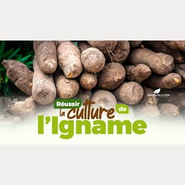 Maîtriser la Culture de  Igname Rentable en Afrique