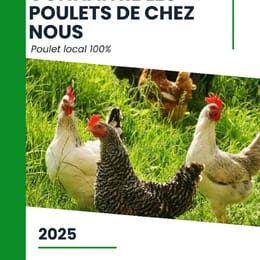 Connaitre les poulets de chez nous