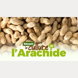 Maîtriser la Culture de l’Arachide Rentable