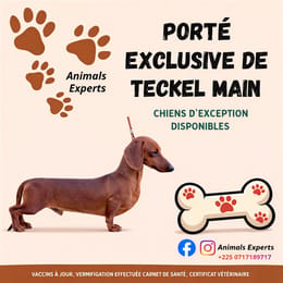 Flyers Porté exclusive de teckel main