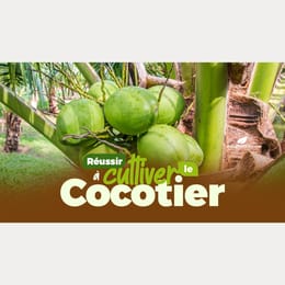 Maîtriser la Culture du Cocotier et Créer un Projet Agricole Ultra-Rentable en Afrique