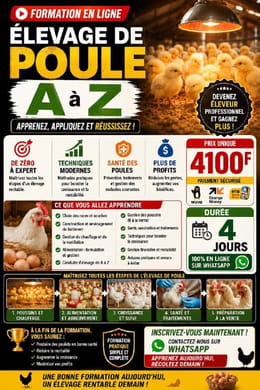 Formation en élevage Rentable de poule A Z