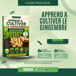 GUIDE PRATIQUE 🌱 Apprends à cultiver le gingembre pour en faire une véritable source de revenus !
