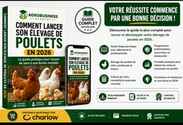 COMMENT LANCER SON ÉLEVAGE DE POULETS EN 2026