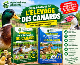 L'Élevage de Canards – Le Guide Essentiel
