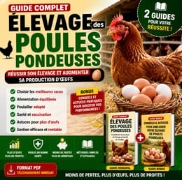 Élevage des poules pondeuses