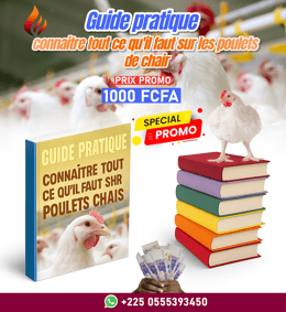 Connaitre tout ce qu'il faut sur les poulets de chair