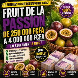 Petit Budget, Gros Revenus : Le Système Fruit de la Passion qui fonctionne