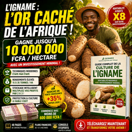 Le Système Complet de Culture de l’Igname : Produire, Multiplier et Vendre Avec Rentabilité Maximale
