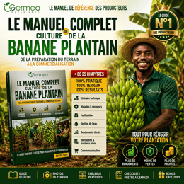 Le Système Complet de Culture de la Banane Plantain