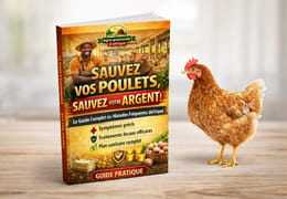 Guide complet des maladies fréquentes des poulets en Afrique