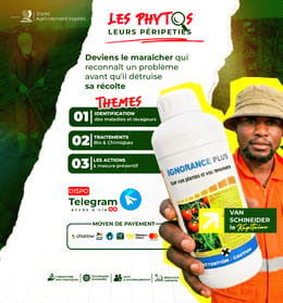Les Phytos et leurs péripéties (Formation vidéo sur la gestion des maladies)