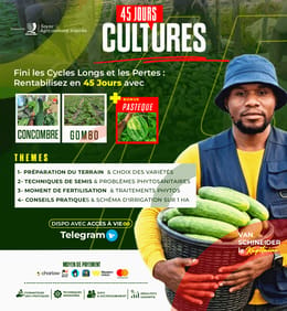 Les Cultures de 45 Jours (Formations Vidéo sur le Concombre, Gombo & Pastèque)