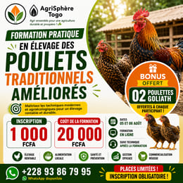 Formation pratique en élevage de poulets traditionnels améliorés