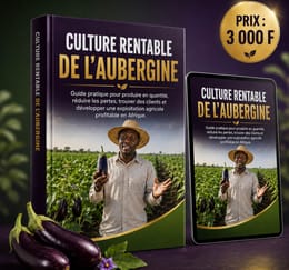 CULTURE RENTABLE DE L’AUBERGINE : Guide pratique pour produire en quantité, réduire les pertes