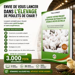 🐔 Lancez Votre Élevage de Poulets de Chair Rentable, Même Avec Un Petit Budget !