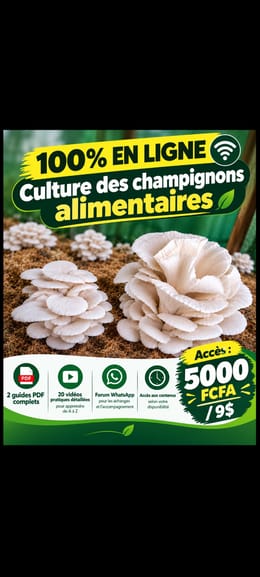 FORMATION EN LIGNE : CULTURE DES CHAMPIGNONS COMESTIBLES