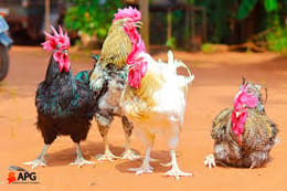 Guide complet sur l'élévage des poules goliath