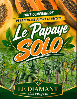 Maitrisez la culture de papaye solo
