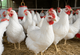 Les septs étape pour reusir son élévage de poule pondeuse