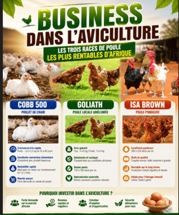 les trois races de poules les plus rentables d'Afrique