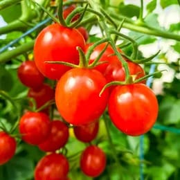 Guide comment cultiver du tomate Solanum lycopersicum