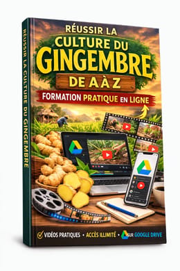 Culture du gingembre ( formation via vidéos pratiques)
