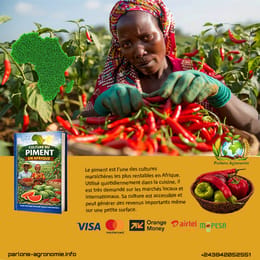 🌶️ La culture du piment en Afrique : une production rentable et très demandée