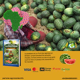 🍉 La culture de la pastèque en Afrique : une production rapide et très rentable