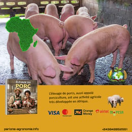 🐖 L’élevage de porcs en Afrique : une activité très productive et rentable