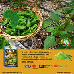🌿 La culture du gombo en Afrique : une production facile et lucrative