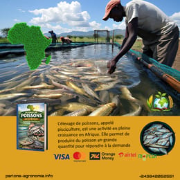 🐟 L’élevage de poissons en Afrique : une opportunité aquacole durable