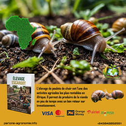 🐌 L’élevage d’escargots en Afrique : une activité simple et lucrative