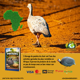 🐔 L’élevage de pintades en Afrique : une activité rustique et rentable