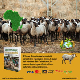🐑 L’élevage des moutons en Afrique : une activité traditionnelle et lucrative